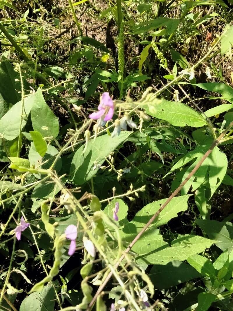 Desmodium canutro