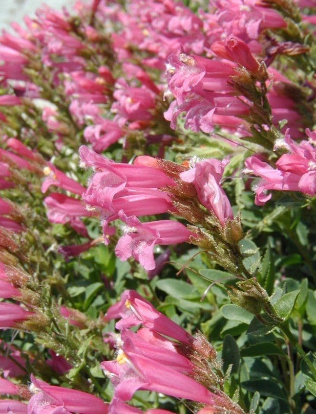 Penstemon newberryi 3