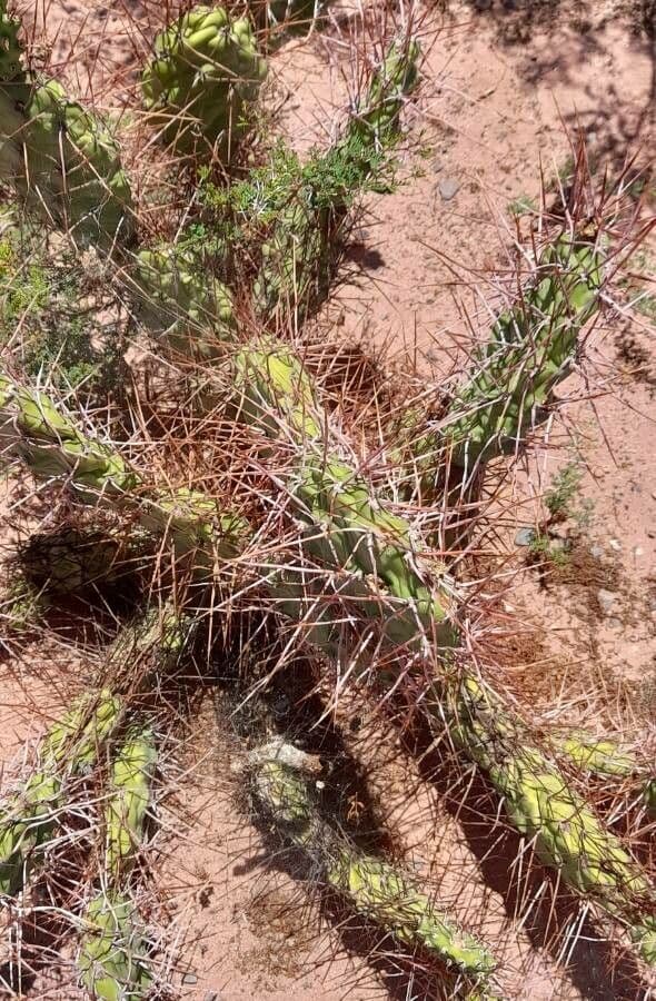 Prickly Pear 10