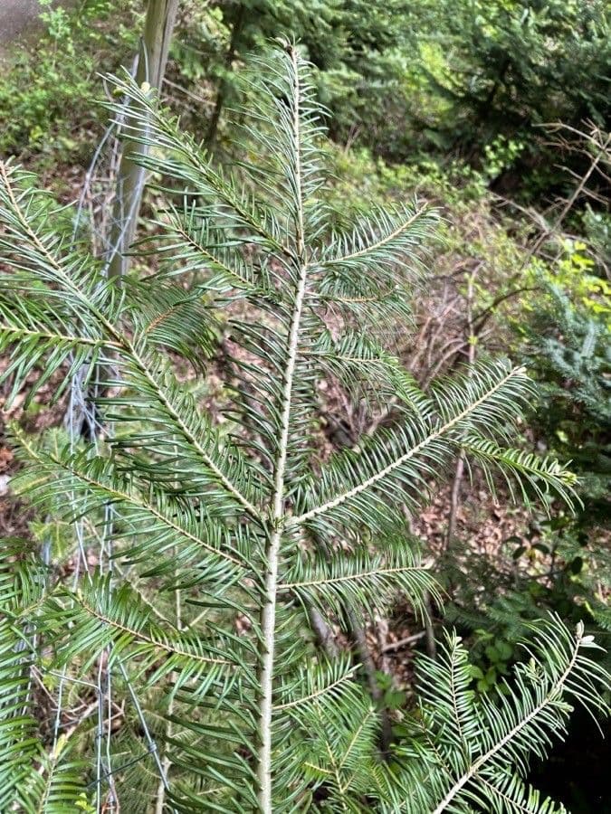 Sapin géant 3