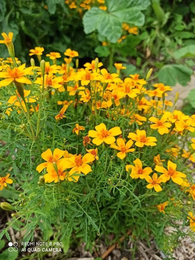 Schmalblättrige Studentenblume 4