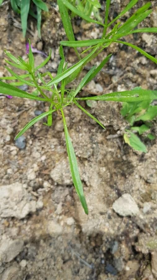 Linaria marocchina 12