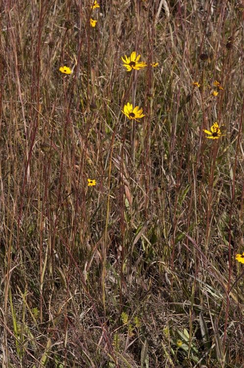 Girasol de hoja variable 7