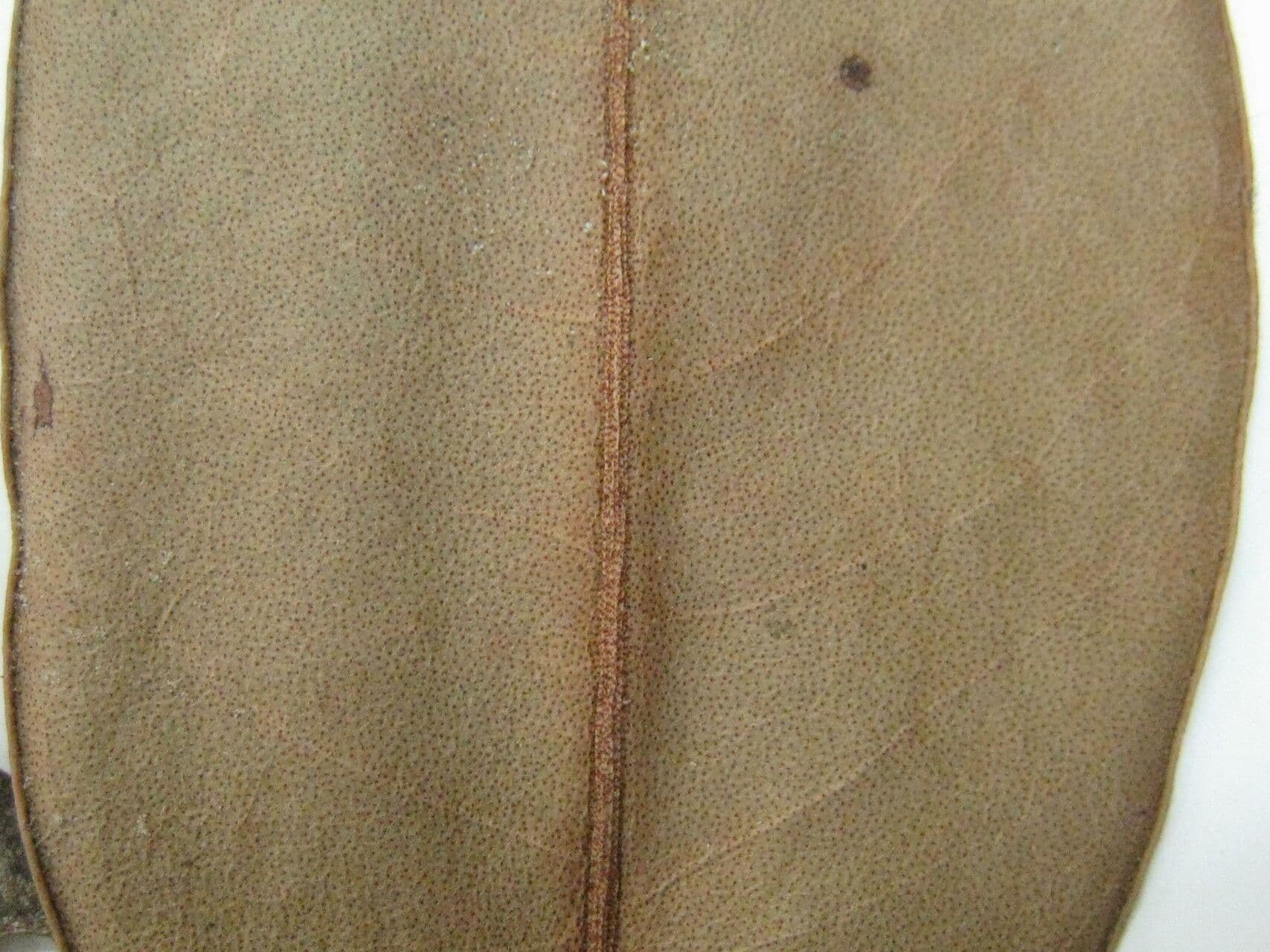 Cybianthus guyanský