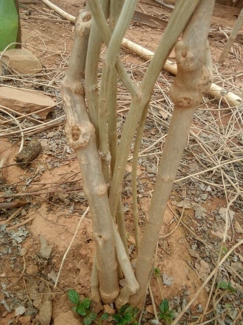 Lippia alba 18