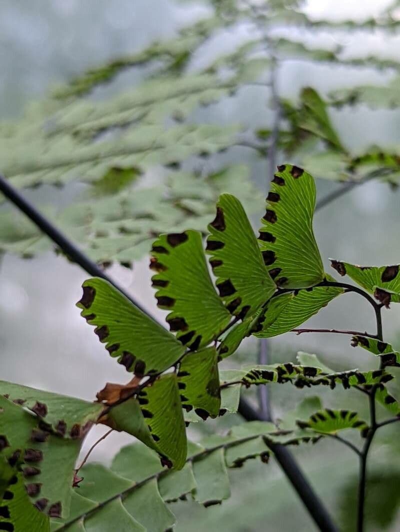 Helecho culantrillo 3