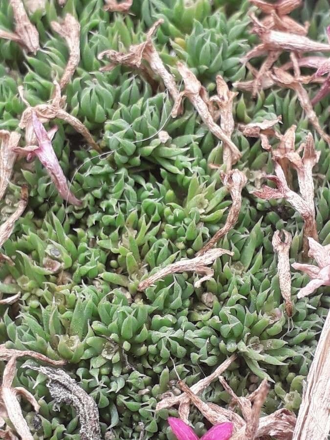 Asperula 4