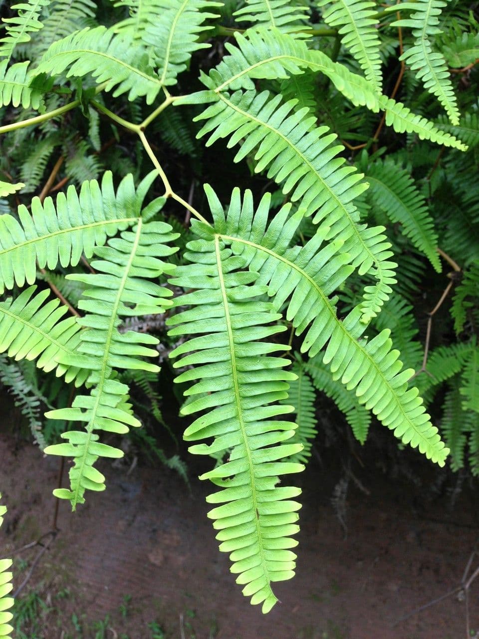 Dicranopteris linearis 15