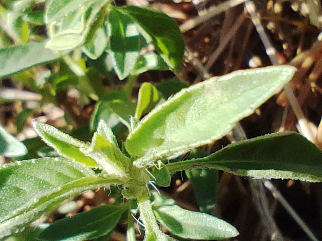 Barleria argentea 12