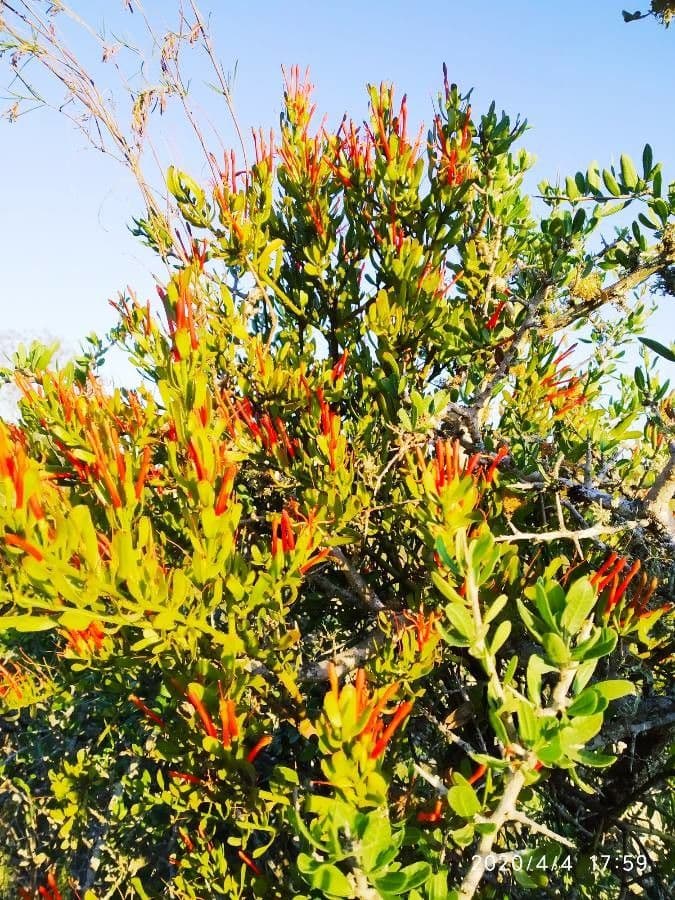 Psittacanthus rhynchanthus 4