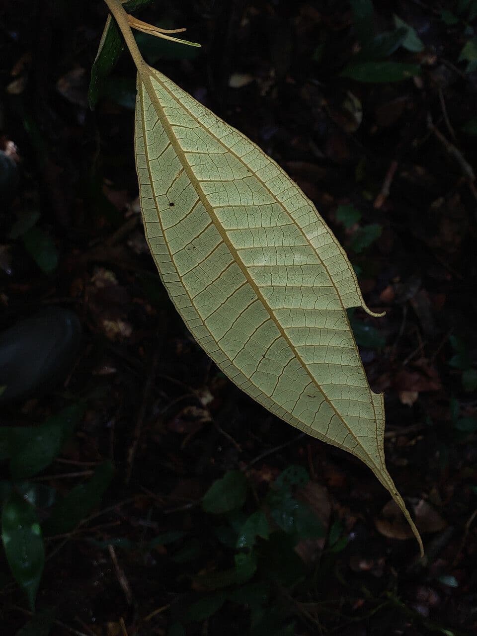 Miconia acuminata 5
