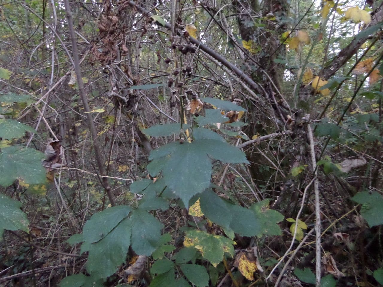 Rovo 14