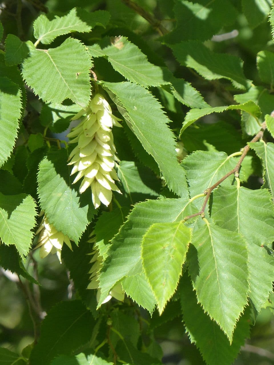 Carpino nero 17
