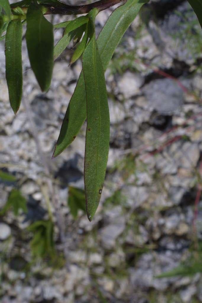 Grindelia 14