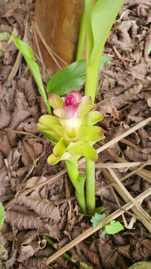 Curcuma aromatica 5