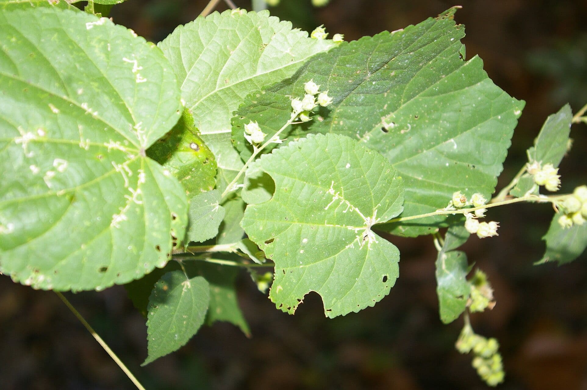 Alosidastrum 2