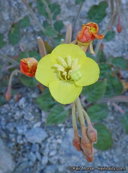 Chylismia cardiophylla