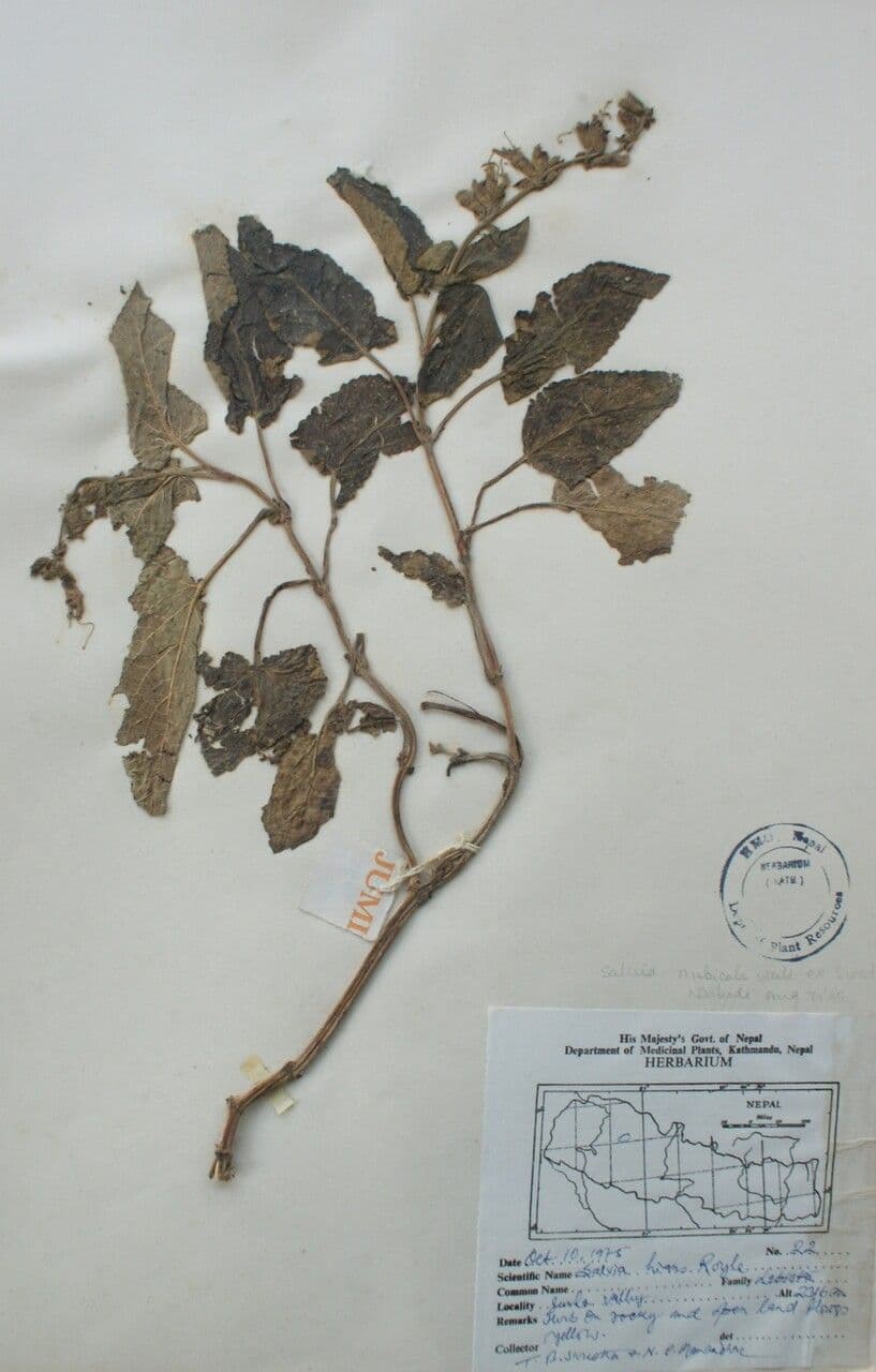 Salvia 14