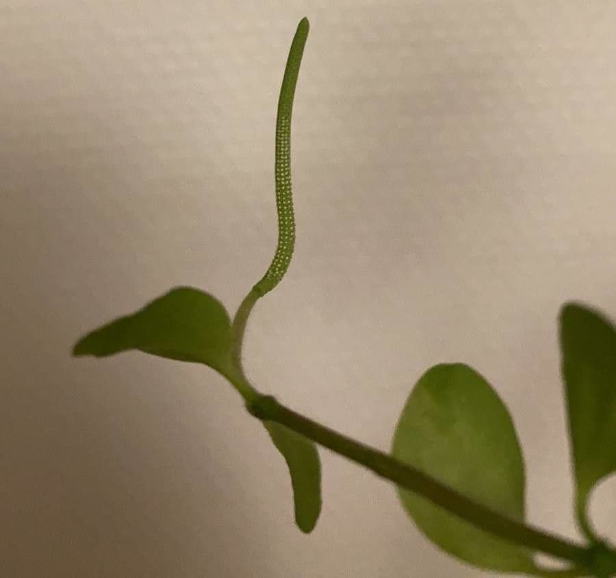 Peperomia 2