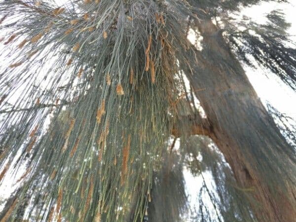 Casuarina equisetifolia 8