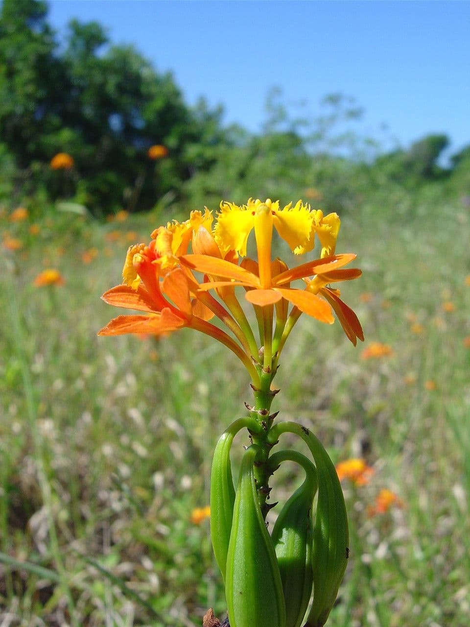 Epidendrum 6