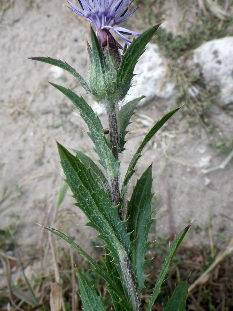 Blaue Distel 16