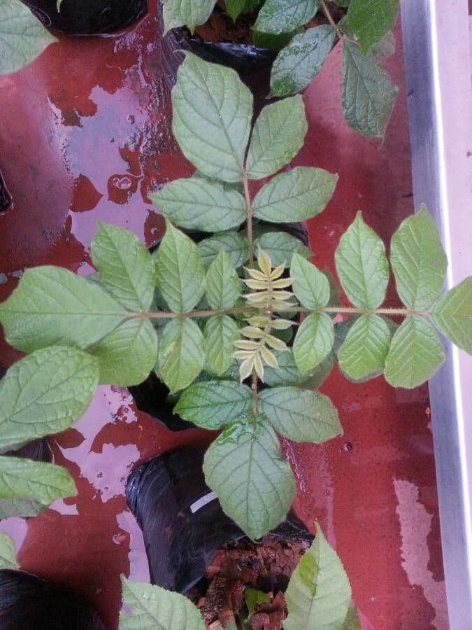 Spathodea campanulata 18