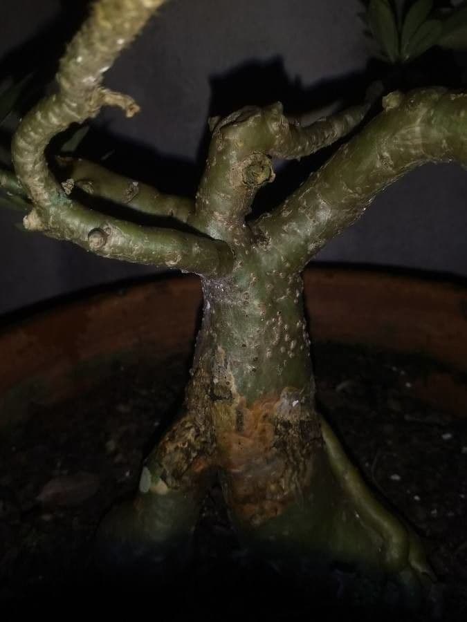 Adenium 22