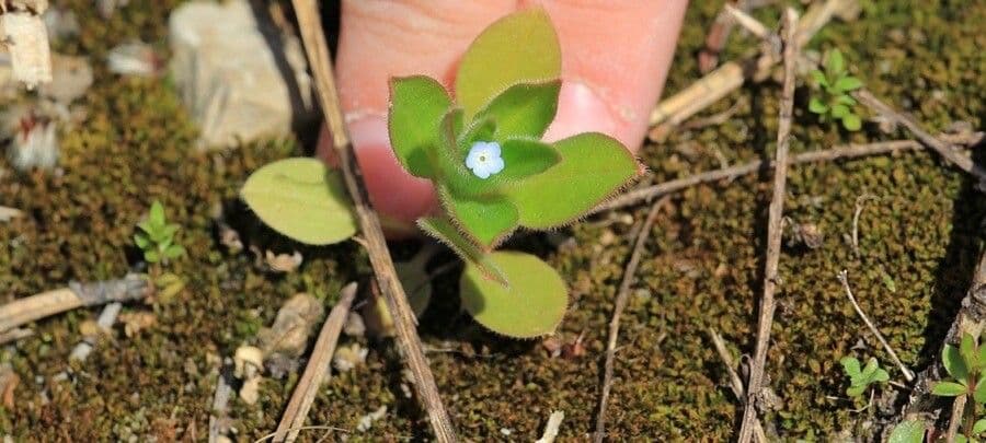 Miosotide piccola