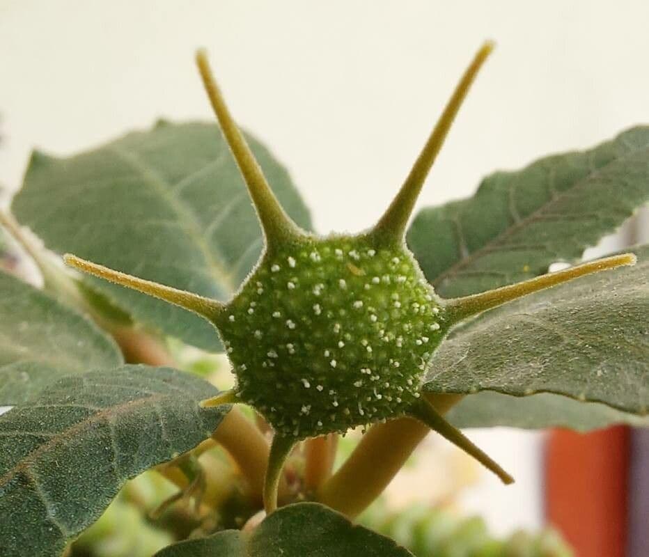 Dorstenia 2