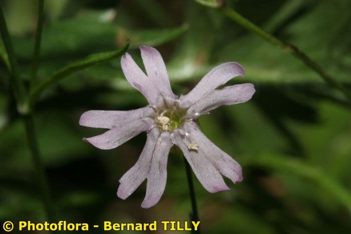 Silene campanula 5