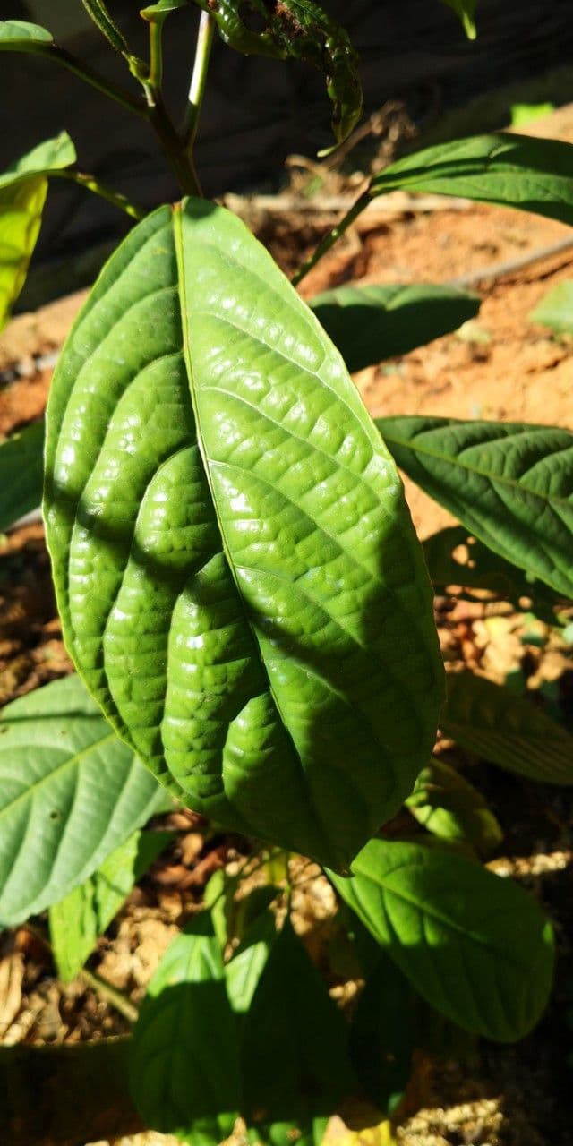 Baccaurea 13