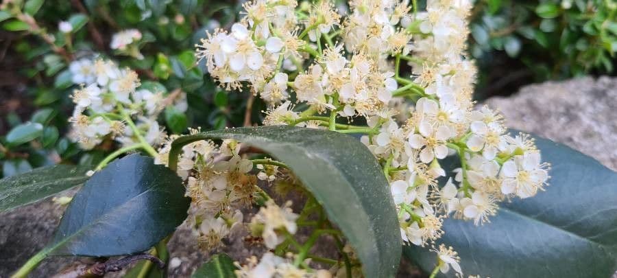 Pyracantha de Koidzumi 6