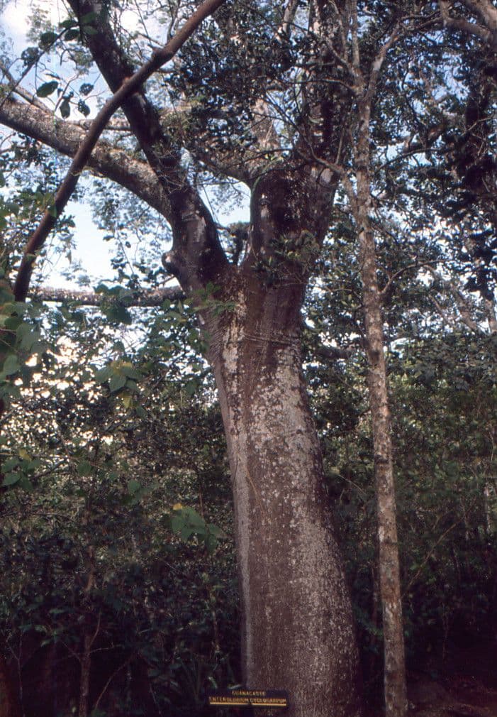 Guanacaste 15