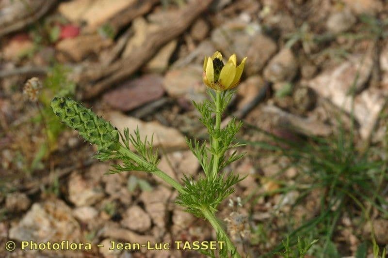 Adonis microcarpa 21