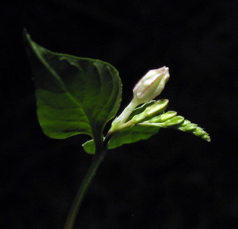 Spigelia 2