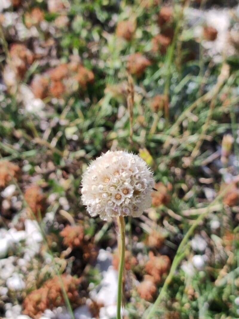 Armeria 2