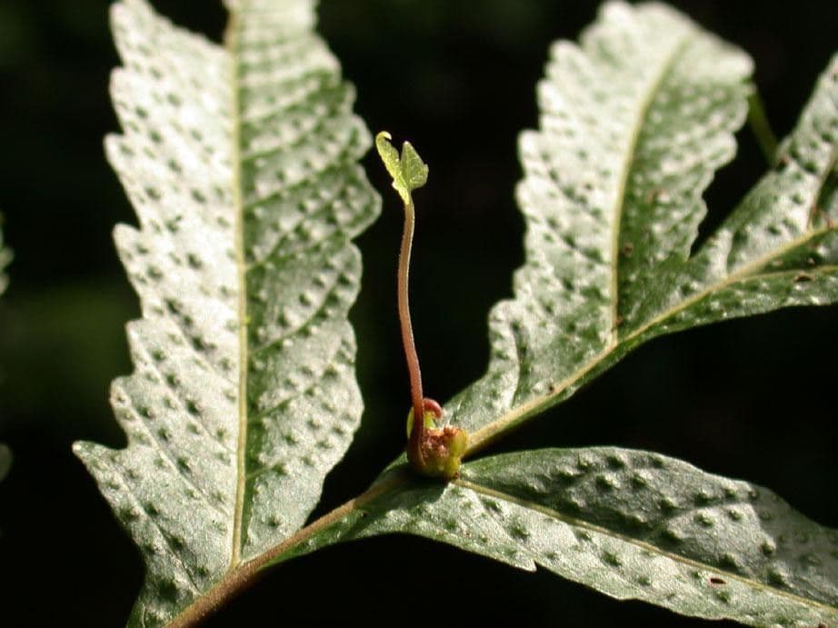 Tektaria wcinana 3