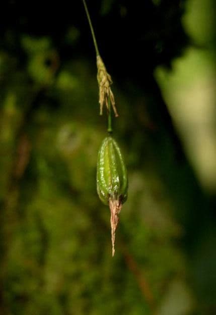 Specklinia 2