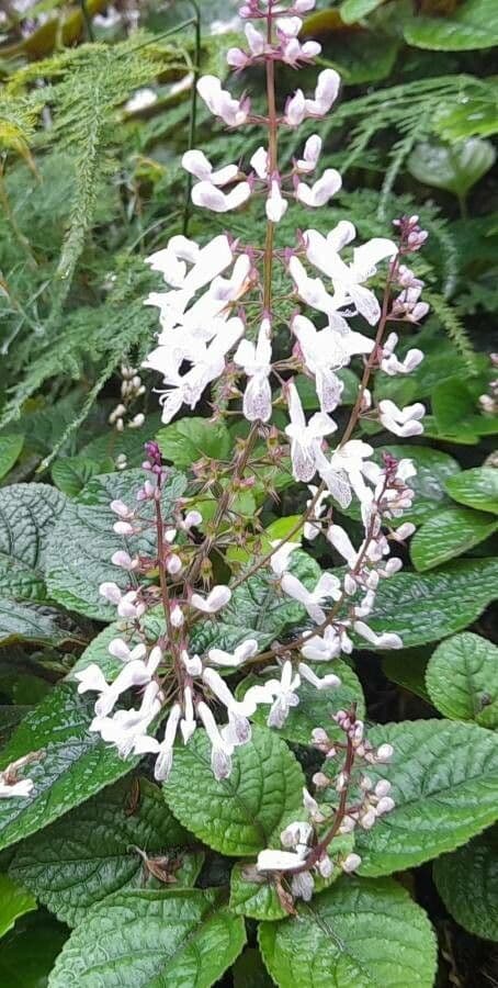Plectranthus 2