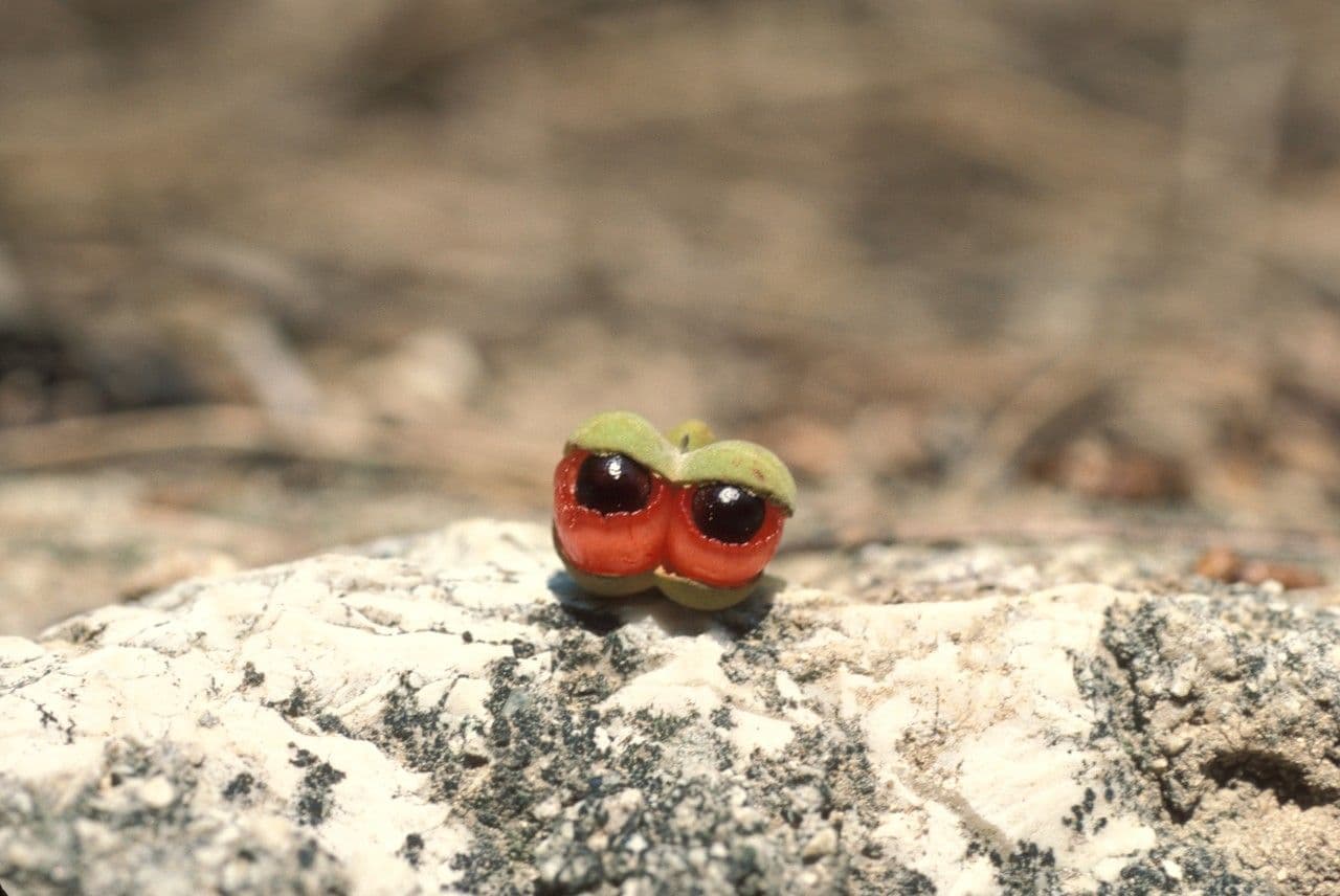 Alectryon coriaceo