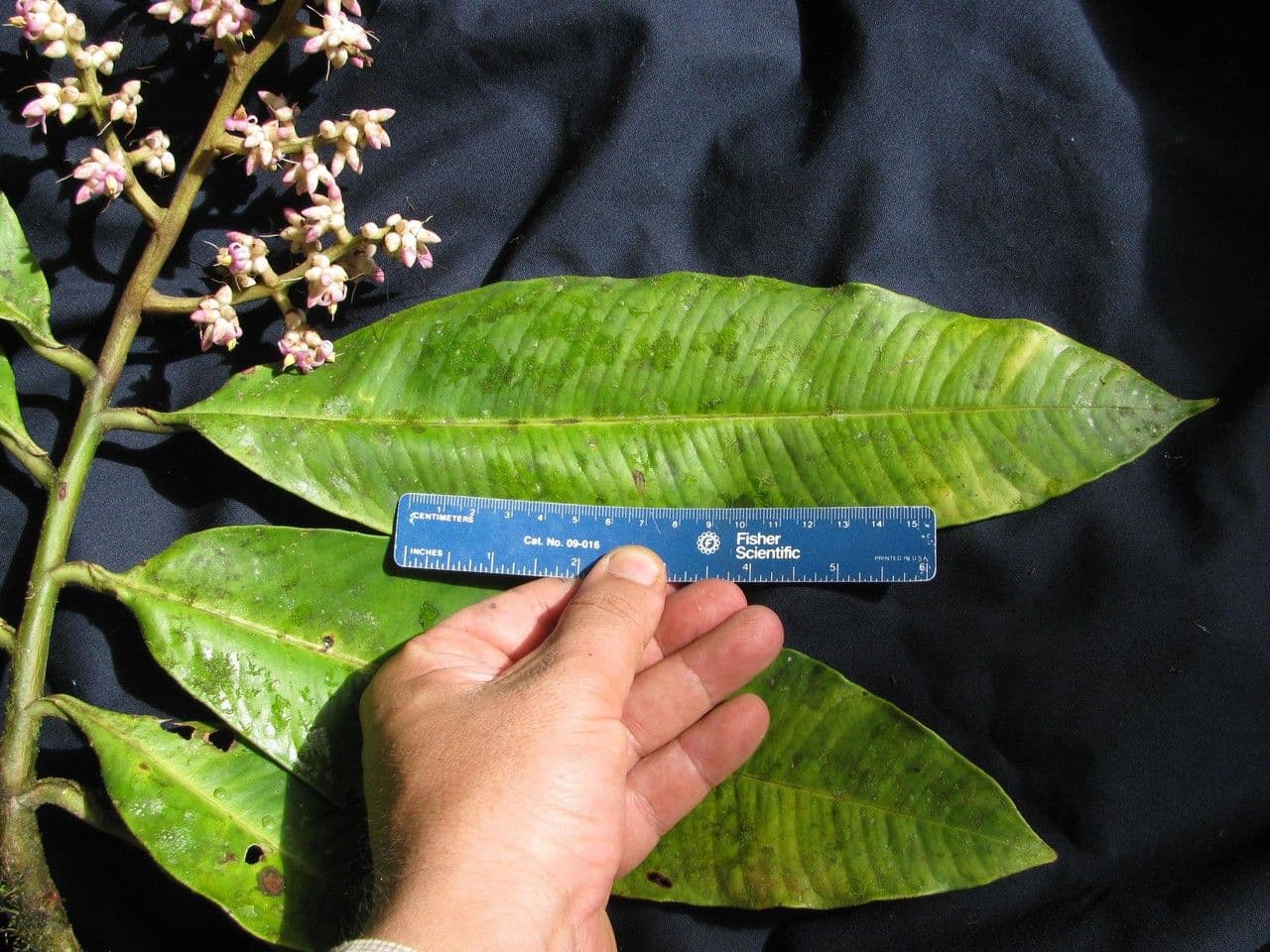 Ardisia 6