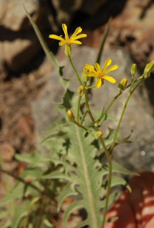 Cerefolio acuminado 2