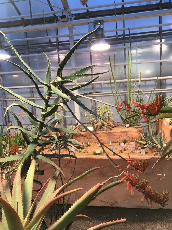 Aloe 2