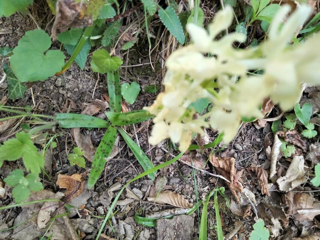 Orchide provinciale 10