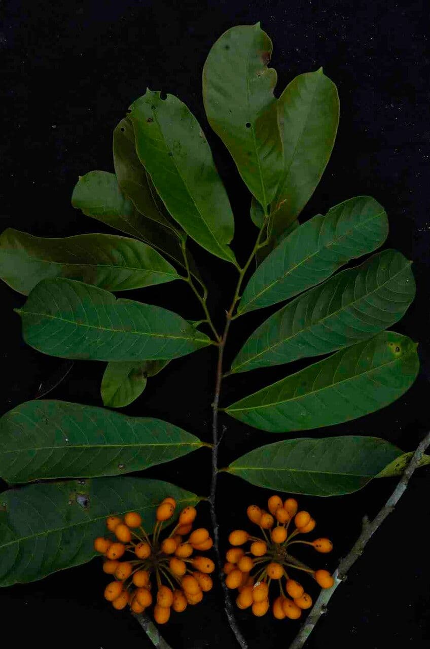 Unonopsis 3