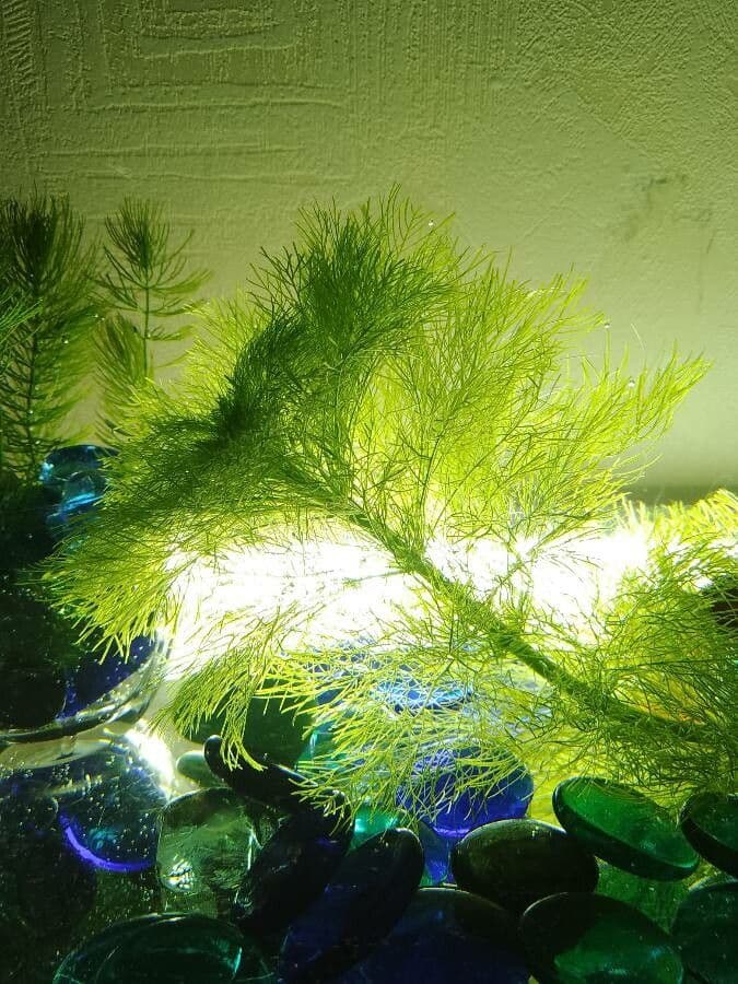 Sibirisches Tausendblatt