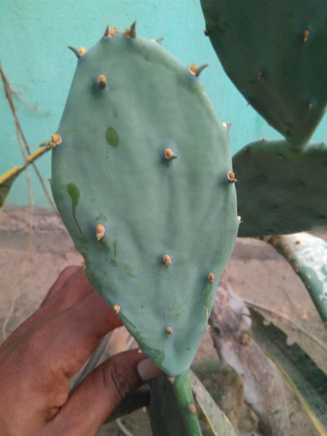 Erect prickly-pear 20