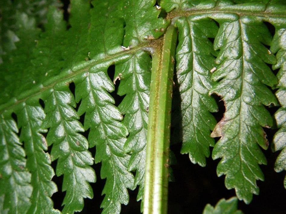 Stigmatopteris 2