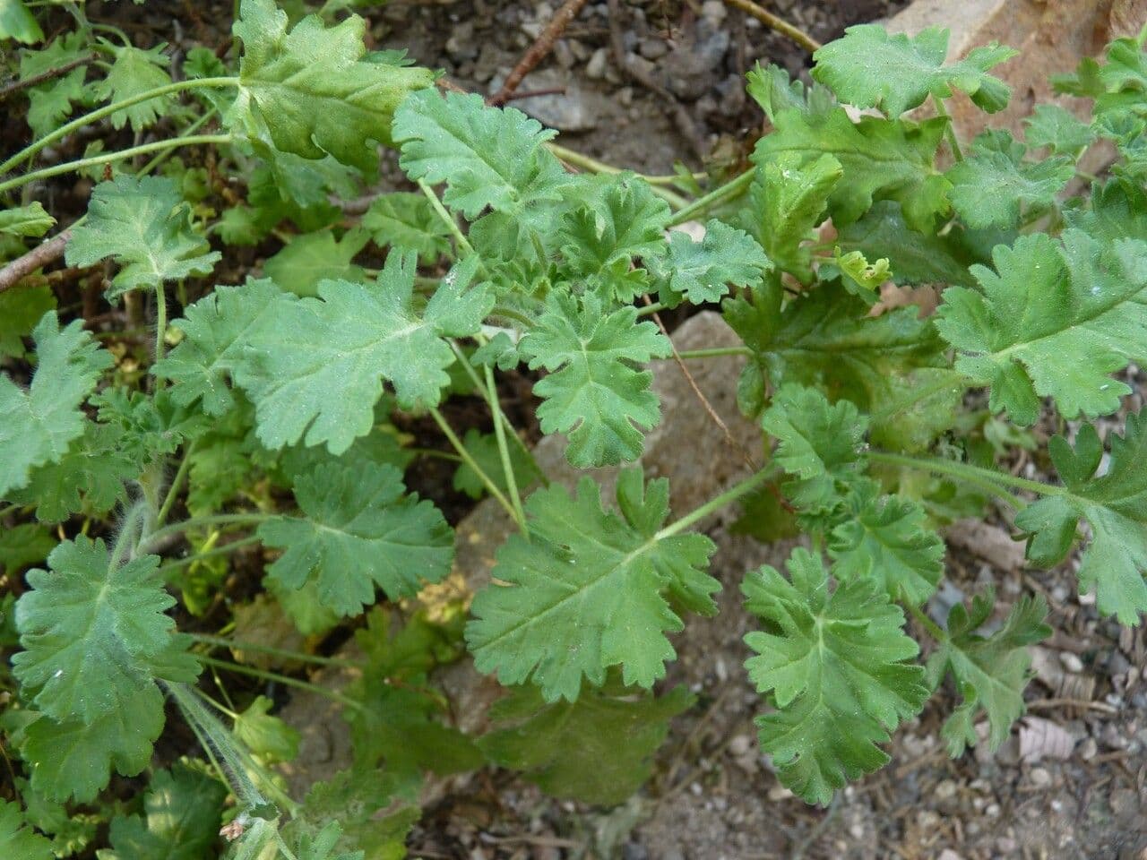 Geranium 6